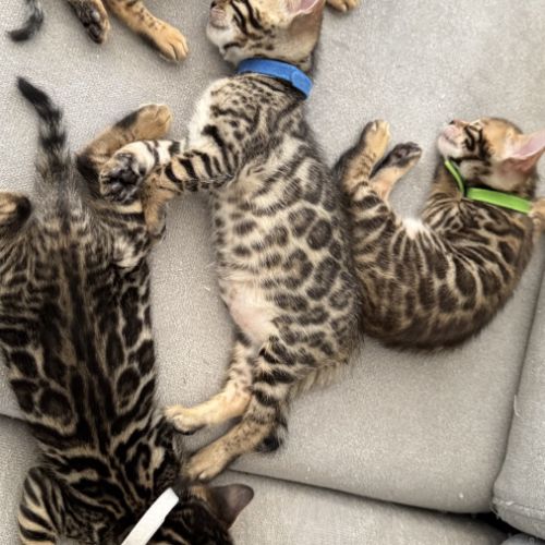 Chatons bengal #9