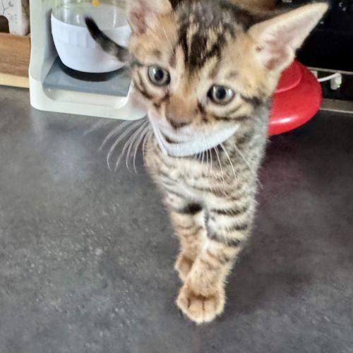 Chatons bengal #10