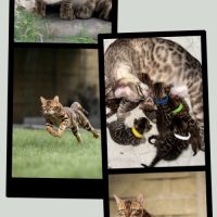 Chatons bengal