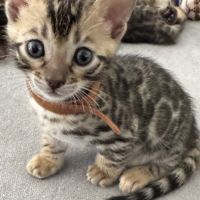 Chatons bengal #5