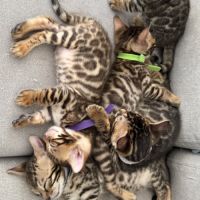 Chatons bengal #6