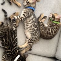 Chatons bengal #9