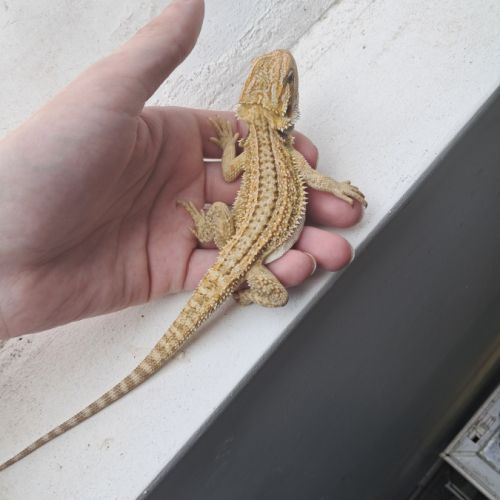 Vends bébés pogona vitticeps #1