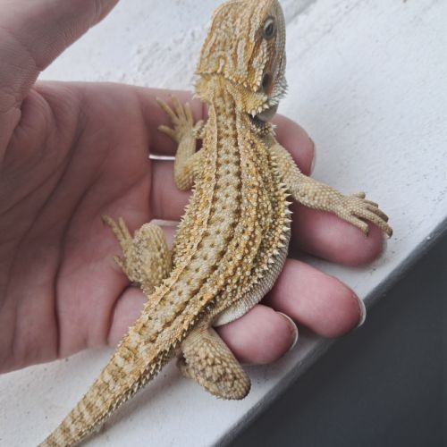 Vends bébés pogona vitticeps #2