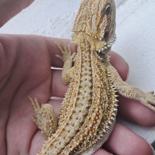 Vends bébés pogona vitticeps #3