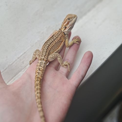 Vends bébés pogona vitticeps #4