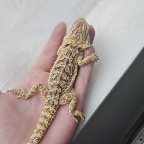 Vends bébés pogona vitticeps #5