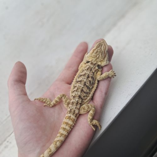 Vends bébés pogona vitticeps #6