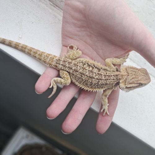 Vends bébés pogona vitticeps