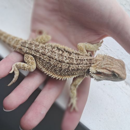 Vends bébés pogona vitticeps #9