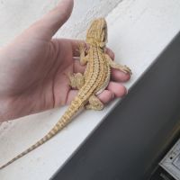Vends bébés pogona vitticeps #1