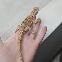 Vends bébés pogona vitticeps #4