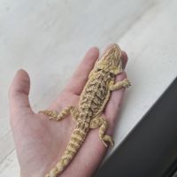 Vends bébés pogona vitticeps #6