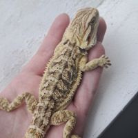 Vends bébés pogona vitticeps #7