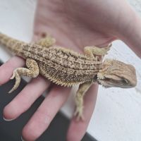 Vends bébés pogona vitticeps #9