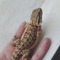 Vends bébés pogona vitticeps #10