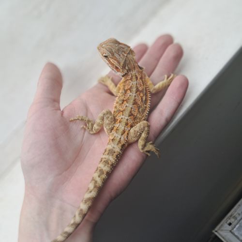 Vends bébés pogona vitticeps leatherback #1