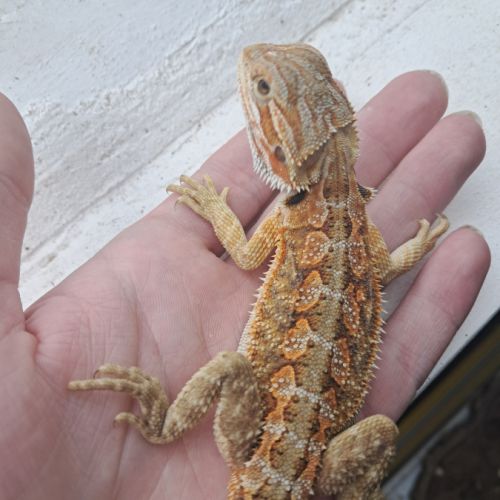 Vends bébés pogona vitticeps leatherback #2