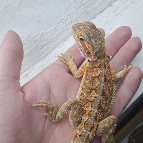 Vends bébés pogona vitticeps leatherback #3