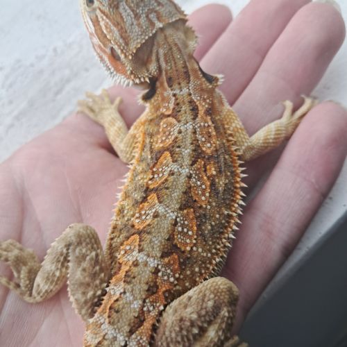 Vends bébés pogona vitticeps leatherback #4
