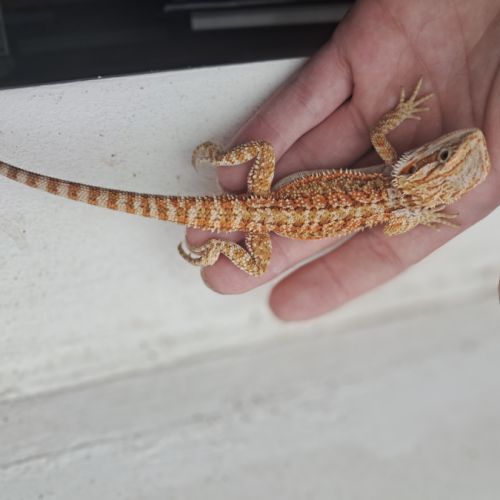 Vends bébés pogona vitticeps leatherback