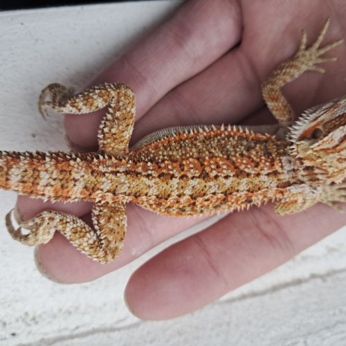 Vends bébés pogona vitticeps leatherback #7