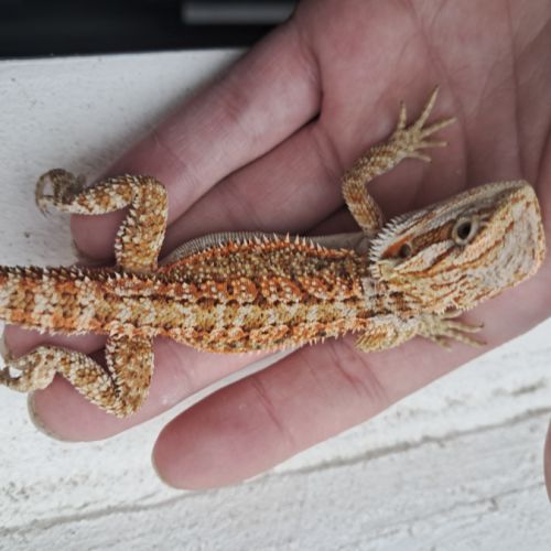 Vends bébés pogona vitticeps leatherback #8
