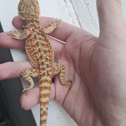 Vends bébés pogona vitticeps leatherback #9