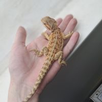 Vends bébés pogona vitticeps leatherback #1
