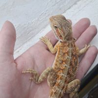 Vends bébés pogona vitticeps leatherback #3