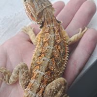 Vends bébés pogona vitticeps leatherback #4