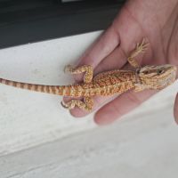 Vends bébés pogona vitticeps leatherback #5