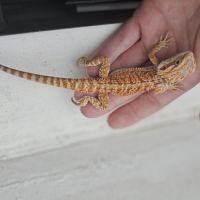 Vends bébés pogona vitticeps leatherback #0