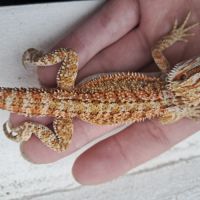 Vends bébés pogona vitticeps leatherback #7