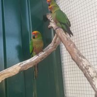 Conure à tête d'or