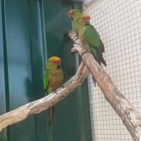 Conure à tête d'or #2