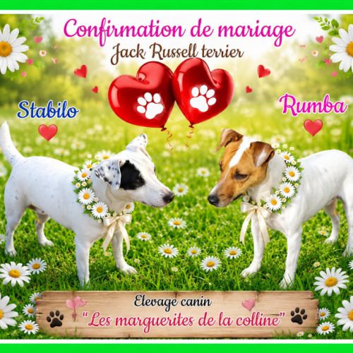 Chiots jack russell terrier à réserver. #6