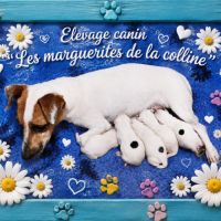 Chiots jack russell terrier à réserver. #1