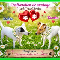 Chiots jack russell terrier à réserver. #6