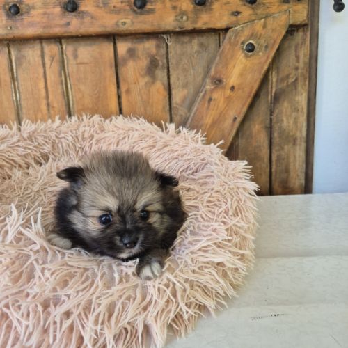 Petit pomchi #1