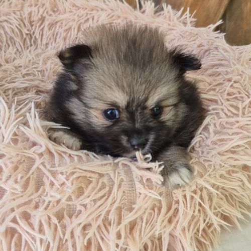 Petit pomchi