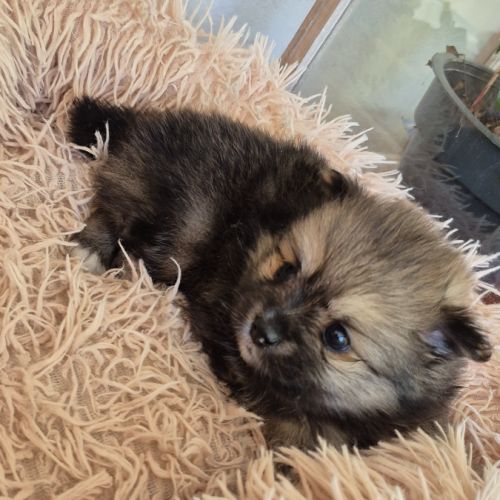 Petit pomchi #3