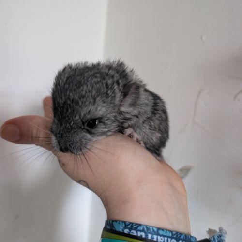 Femelle chinchilla #0