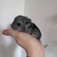 Femelle chinchilla #1
