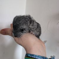 Femelle chinchilla