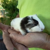 3 jeunes cochons d'inde #2