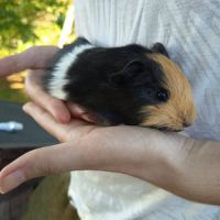 3 jeunes cochons d'inde #3