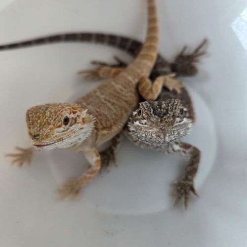 Bébé pogona