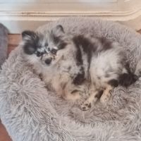 Spitz merle