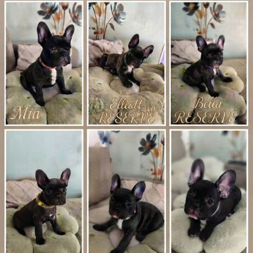 Chiots bouledogue français disponibles